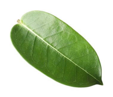 Bir yeşil yasemin yaprağı beyaza izole edilmiş.