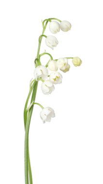 Vadinin güzel kokulu çiçekleri beyazlar üzerinde izole edilmiş.