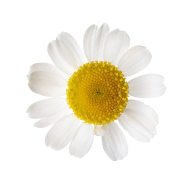 Güzel bir papatya çiçeği tomurcuğu beyaza izole edilmiş.