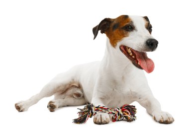 Beyaz arka planda oyuncakla oynayan sevimli bir köpek. Sevimli hayvan