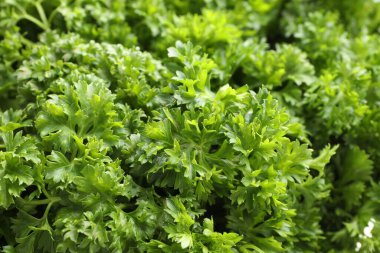 Arka plan olarak taze kıvırcık maydanoz, yakın plan görünümü