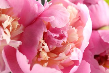 Arka plan olarak güzel şakayık çiçekleri, makro görünüm