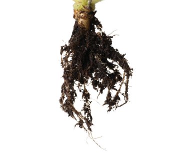 Kökleri beyaza ayrılmış bir bitki.