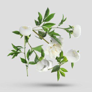 Gri arkaplana düşen güzel beyaz şakayıklar