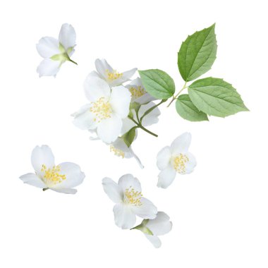 Güzel yasemin çiçekleri ve yeşil yapraklar beyaz arka plana düşüyor