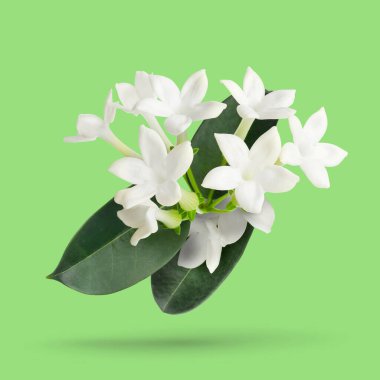 Güzel yasemin çiçekleri ve açık yeşil zemine düşen taze yapraklar