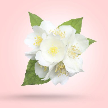 Güzel yasemin çiçekleri ve yeşil yapraklar pembe eğimli arkaplana düşüyor