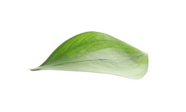 One fresh green Ruscus leaf isolated on white