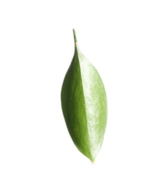 One fresh green Ruscus leaf isolated on white