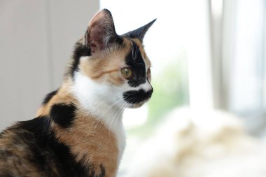 Evdeki pencere pervazında şirin bir yavru kedi, yakın plan. Metin için boşluk