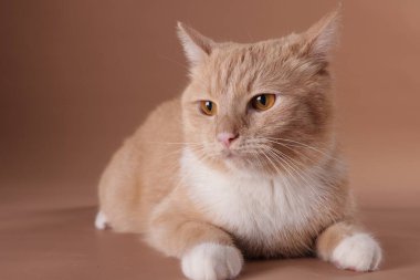 Bej arka planda sevimli kızıl kedi, yakın plan.