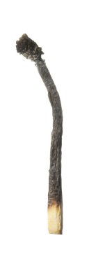 Yanmış bir kibrit beyazda izole edilmiş. Yangın başlatmak için araç