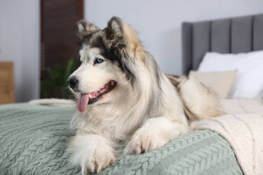 Evdeki yatakta sevimli Alaska köpeği var.