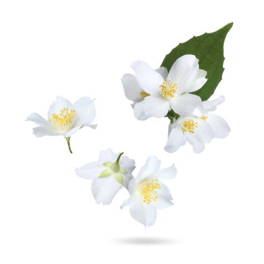 Güzel yasemin çiçekleri ve beyaz arka plana düşen yeşil yaprak