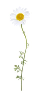 Güzel bir papatya çiçeği beyazda izole edilmiş