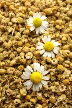 Arka plan olarak kuru ve taze papatya çiçekleri.