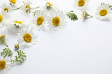 Güzel papatya çiçekleri ve beyaz arka planda yeşil yapraklar, yakın plan. Metin için boşluk