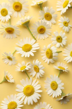 Sarı arka planda güzel papatya çiçekleri, düz uzanmış