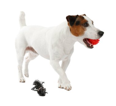 Beyaz arka planda oyuncakla oynayan sevimli bir köpek. Sevimli hayvan