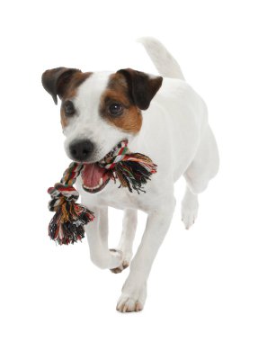 Beyaz arka planda oyuncakla oynayan sevimli bir köpek. Sevimli hayvan