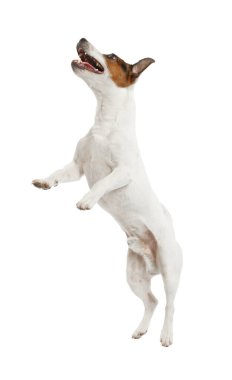 Beyaz arka planda oynayan sevimli bir köpek. Sevimli hayvan