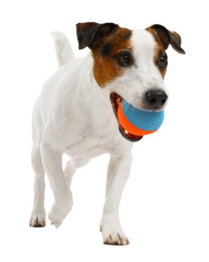 Beyaz arka planda oyuncakla oynayan sevimli bir köpek. Sevimli hayvan