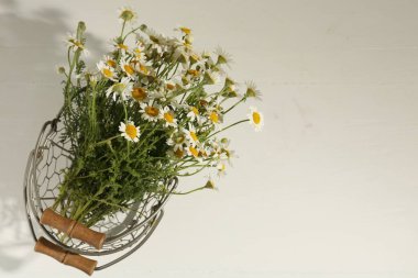 Beyaz masadaki metal sepetin içinde güzel papatya çiçekleri, üst manzara. Metin için boşluk