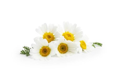 Güzel papatya tomurcukları ve yeşil yapraklar beyaz üzerine izole edilmiş.