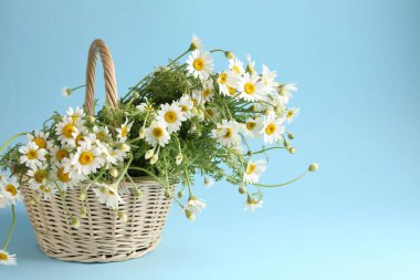 Hasır sepetteki güzel papatya çiçekleri açık mavi arkaplanda, metin için boşluk