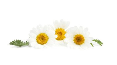 Güzel papatya tomurcukları ve yeşil yapraklar beyaz üzerine izole edilmiş.