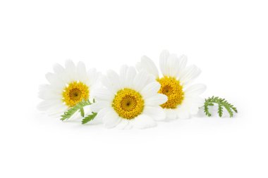 Güzel papatya tomurcukları ve yeşil yapraklar beyaz üzerine izole edilmiş.