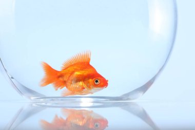 Akvaryumda yüzen altın balıklar açık gri arka planda temiz suyla yakın plan