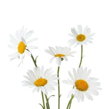 Bir sürü güzel papatya çiçeği beyaz üzerine izole edilmiş.