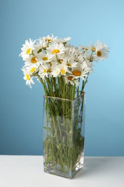 Beyaz masadaki vazoda bir sürü güzel papatya çiçeği açık mavi arka planda, yakın plan