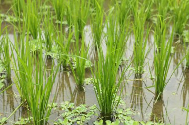Çeltik tarlasında olgunlaşan pirinç bitkileri, yakın plan