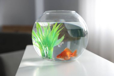 Yuvarlak akvaryumdaki güzel akvaryumdaki balıklar beyaz masa içinde.