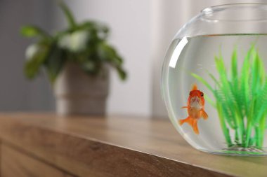 Yuvarlak akvaryumdaki güzel balıklar ahşap masada, yakın plan. Metin için boşluk