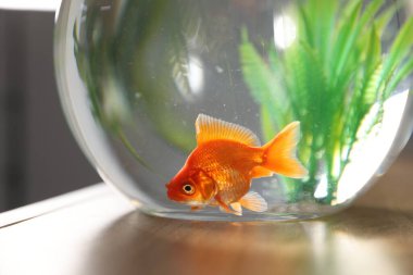 Yuvarlak akvaryumdaki güzel balıklar ahşap masada, yakın plan.