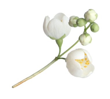 Güzel yasemin çiçekleriyle dolu bir dal beyaz üzerine izole edilmiş