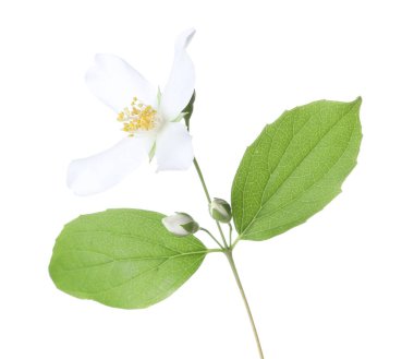 Güzel yasemin çiçekleriyle dolu bir dal beyaz üzerine izole edilmiş