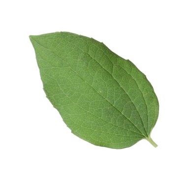 Bir yeşil yasemin yaprağı beyaza izole edilmiş.