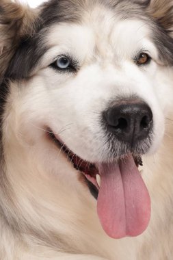Beyaz arka planda güzel Alaska malamute köpeği