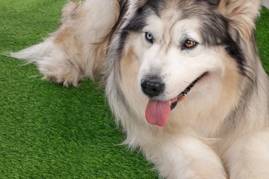 Güzel Alaska malamute köpeği suni çimlerin üzerinde, yakın plan