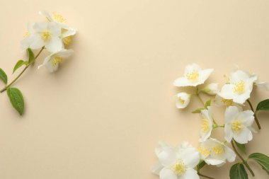 Güzel yasemin çiçekleri bej arka planda, düz yerde. Metin için boşluk