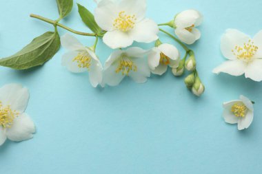 Açık mavi arka planda güzel yasemin çiçekleri, düz uzanmış. Metin için boşluk