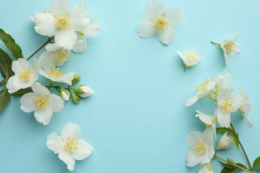 Açık mavi arka planda güzel yasemin çiçekleri, düz uzanmış. Metin için boşluk