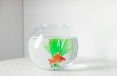 Yuvarlak akvaryumdaki güzel balıklar beyaz masada.