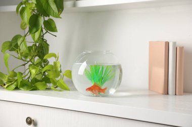 Yuvarlak akvaryumdaki güzel balıklar ve raflardaki kitaplar.