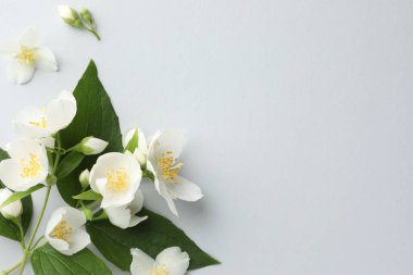 Işık arka planında yaprakları olan güzel yasemin çiçekleri, düz yatıyordu. Metin için boşluk