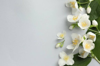 Işık arka planında yaprakları olan güzel yasemin çiçekleri, düz yatıyordu. Metin için boşluk